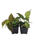 Rare Velvet Leaf Bronze Micans Vine - Philodendron - Easy to grow - 4