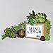 SEEKO Artificial Succulents - 14 Pack - Create Realistic Succulent Arrangements, Faux Potted Succulent Decor, and Fake Succulent Planters for Your House or Apartment
