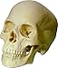 Life-Size Human Skull Replica, Model 3093001, by Nose Desserts