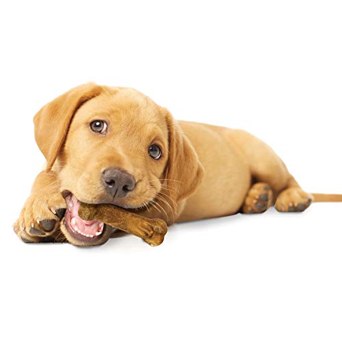 NYLABONE HEALTHY EDIBLES NATURAL PUPPY CHEWS LONG LASTING TREATS FOR PUPPIES, LAMB & APPLE FLAVOR, X-SMALL/PETITE (4 COUNT)