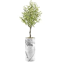 SIGNWIN Olive Tree with White Granite & Gray Marble Swirl Effect Vase Abstract Rocky Minimalism Zen Relax/Calm Multicolor Cool for Living Room, Bedroom, Office - X-Large 5 Feet (60