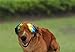 PetRich Dog Sunglasses Ski Goggles Eye Wear UV Protection, Waterproof Multi-Color Pet Sunglasses with Adjustable Strap for Large Dogs Travel, Skiing,Surfing,Driving Including Humanized Design
