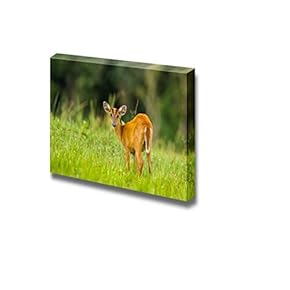 Barking Deer Stair at Us in Nature of Khao Yai National Park Thailand - Canvas Art Wall Art - 12" x 18"