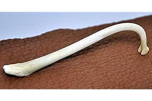 TruBlu Supply Real Raccoon Penile Baculum Bone Coon Dick Jumbo 5+ Inches (ONE Piece)