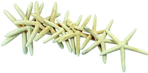 Real Starfish Set of 10 in White Net Gift Bag 6 to 8 Inches Long Each