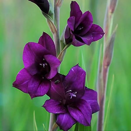 FernsFly IMP. Sword lily Gladiolus | Gladiola | Gladioli Flower Bulbs Home Outdoor Flowering Gardening Bulbs Blooming planting (Pack of 10 Flora Gladiolus)