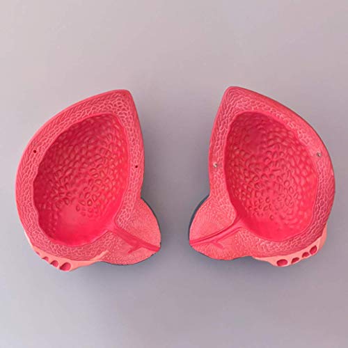 image for LXX Bladder Anatomical Model - huamn Organ Anatomical Model Male Bladd
