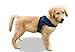 Copatchy No Pull Reflective Adjustable Dog Harness With Handle- Comfortable Soft All Weather Mesh, Easy On Puppy Harness For Small Medium and Large Dogs (Blue) X-Small