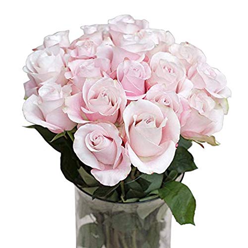 Green Choice Flowers - 36 ( 3 Dozen ) Premium Rose Pink Fresh Roses with 20 inch Long Stem Farm Fresh Flowers Beautiful Pink Rose Flower Cut Per Order Direct from Farm Fast Free Delivery Long Lasting