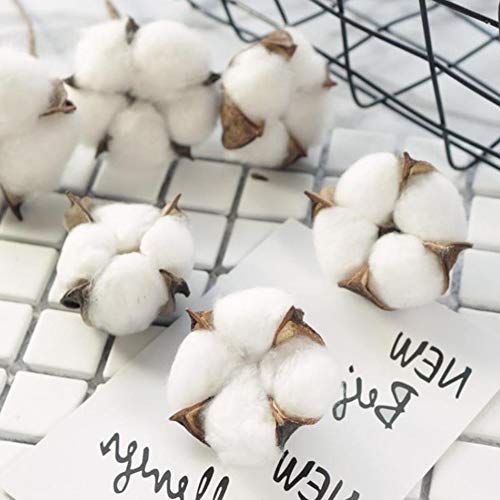 DomeStar Cotton Stems, Natural Dried Cotton 8 Packs Total 15 Bolls Cotton Sprigs Cotton Blooms Floral Stems for Vase Fillers