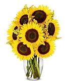 Flowers - Stunning Sunflowers