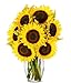 Flowers - Stunning Sunflowers (Free Vase Included)