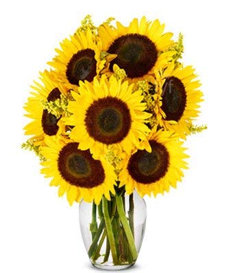 Flowers - Stunning Sunflowers