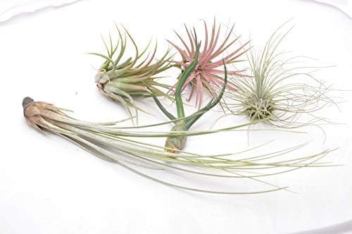 Tillandsia Air Plants Collection Indoor House Plant Flower for Gift Present Special Ocassion (Xerographica Bonsai)