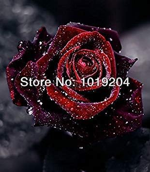 Amazon Co Jp バラ混合種子 0pc珍しい盆栽虹の花の種 フルカラー植物 バラ鉢植え種子のグループの36種類 ホーム キッチン
