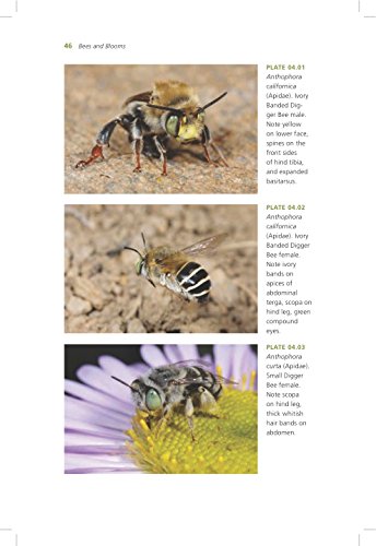 California Bees and Blooms: A Guide for Gardeners and Naturalists - //medicalbooks.filipinodoctors.org