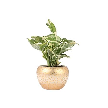 Ferns N Petals White Pothos Plant In Designer Metal Pot 3.5 x 4.5 Inches | Indoor Plant