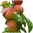 Contender Peach Tree - Self Pollinating Live Fruit Plant Shipped 2 to 3 Feet Tall by DAS Farms (No California)