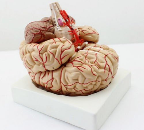 APHRODITE Human Brain Anatomy Ventricle Cranial Nerve Model Medical Teaching Model for Pathology Demonstration