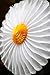 6-Piece Daisy Flower Theme Decorations Tissue Paper Fan Party Supplies Perfect for Classroom Baby Shower Wedding Birthday Backdrop Garland (Two 24 inch, Two 16 inch, Two 9.5 inch.)