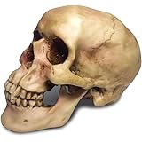 41F1A4D2vWL. AC UL160 SR160,160 Voodoo as a Force for Good: Misunderstood Spirituality