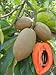 Fresh Mamey (Set of 2)
