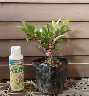 Amazon ヒサカキ ピンク花 ３寸ポット苗 植木