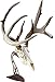 Skull Hooker Table Hooker European Trophy Mount – Perfect Kit for Table Display of Taxidermy Deer Antlers and other Skulls – Robust Brown