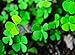 Aquarium Grass Plants Seeds,Aquatic Four-leaved Clover Carpet Water Grass,Oxygenating Weed Live Pond Plant Seeds,Fish Aquatic Water Grass Decor,Easy to Plant Grow Maintain,XYC-10G
