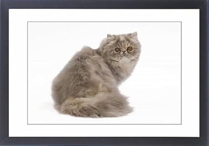 Framed Artwork Of La 7544 Cat Persian Blue A Creme Blotched