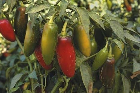 Seekay Pimiento Picante - Jalapeño - 40 Semillas: Amazon.es: Jardín