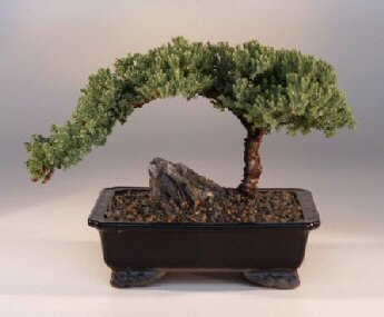 Bonsai Boy's FREE SHIPPING ON THIS TREE Juniper Bonsai Tree - Large Juniper Procumbens nana