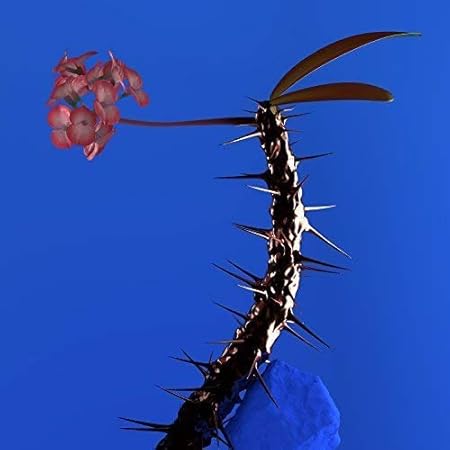 Skin Companion Ep Ii Vinyl Single Amazon De Musik skin companion ep ii vinyl single