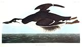 Uria Brunnichii [Large-billed Guillemot]. From"The