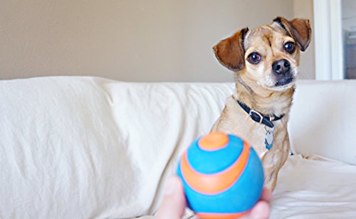 CHUCKIT! ULTRA SQUEAKER BALL