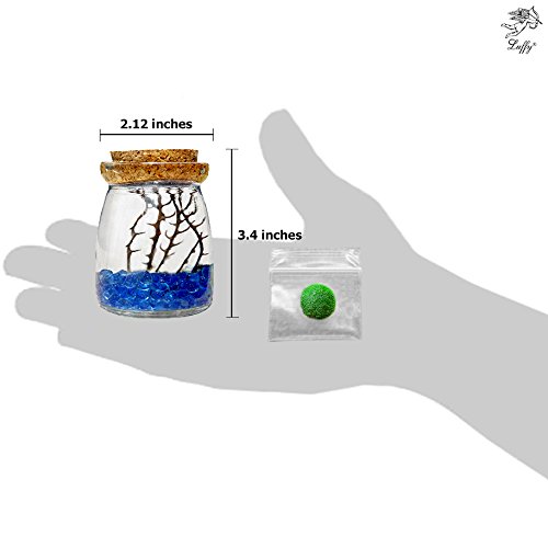 LUFFY Betta Balls: Live Marimo Plants : Natural Toys for Betta Fish : Aquarium Safe (Nano(Gift-Pack))