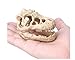 Hewnda Aquarium Decoration Skeleton Hole Resin Artificial Dinosaur Skull Skeleton Ornament – Fish Tank Small Skull Aquarium Decorations cave Landscape pet Reptile Housethumb 2