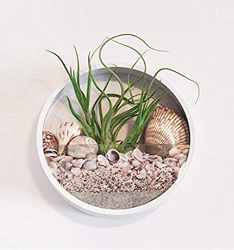 Round Glass Wall Planter, Indoor Decorative Contemporary Morden Circle Iron Vase for Herb,Small Cactus for Room Decor, 6″ H, White