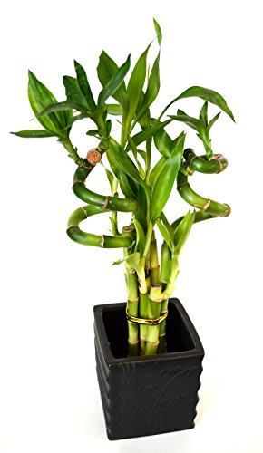9GreenBox - Lucky Bamboo - Spiral Style with Diamond Ceramic Vase
