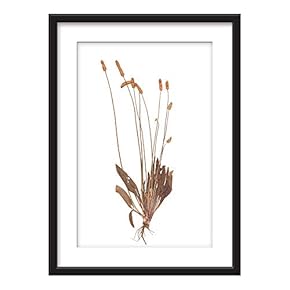 Framed Dried Plant Specimen Art in Black Picture...