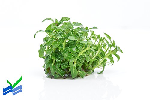 Staurogyne Repens - Foreground Carpet Aquarium Plant