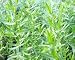 French Tarragon Live Herb Plant