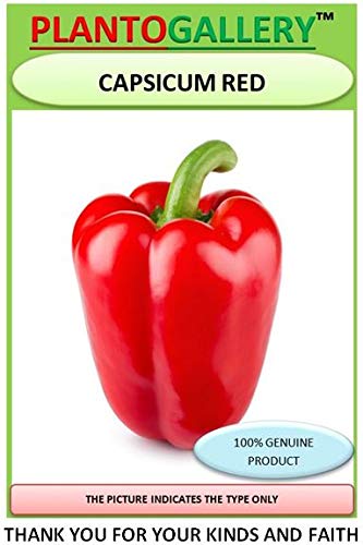 Plantogallery Vegetable seeds | capsicum Red Seeds Hybrid Bell Pepper Seeds| Pack of 40