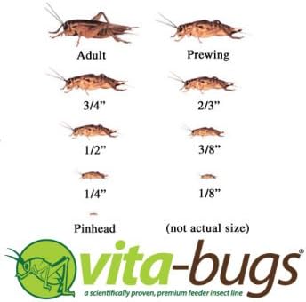 Vita-Bugs 1/2" Live Crickets, Count of 500, 500 CT