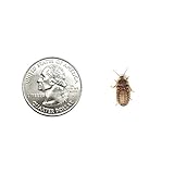 Dubia Roaches 500 Small