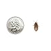Dubia Roaches 500 Small