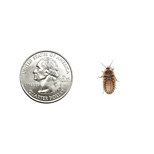 Dubia Roaches 500 Small