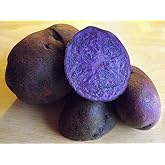 2 Lbs Adirondack Blue Seed Potatoes - USA Non-GMO Certified Potato TUBERS