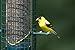 Squirrel Buster Finch Squirrel-proof Bird Feeder w/4 Metal Perches & 8 Feeding Ports, 2.4-pound Thistle/Nyjer Seed Capacity