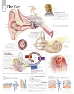Ear Diagram Uk - Human Anatomy